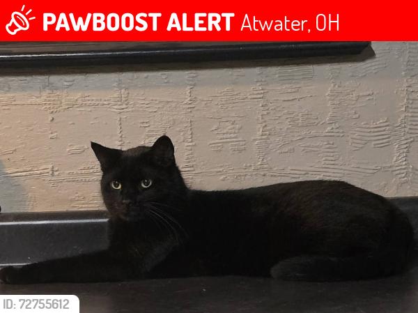 Lost Male Cat last seen Waterloo Road & 224, Atwater, OH 44201