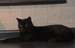 Lost Male Cat last seen Waterloo Road & 224, Atwater, OH 44201