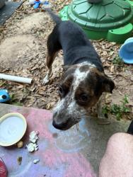 Found/Stray Female Dog last seen 5th Avenue and Pass Road , Gulfport, MS 39501