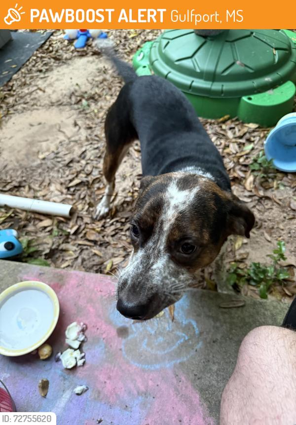 Found/Stray Female Dog last seen 5th Avenue and Pass Road , Gulfport, MS 39501