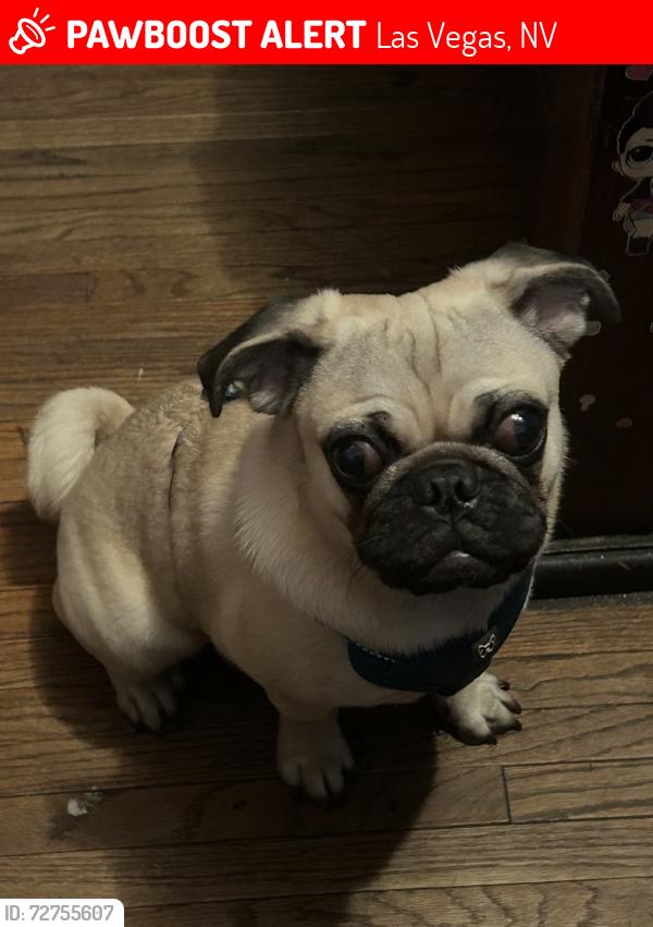 Lost Male Dog last seen E Craig rd and N lamb blvd, Las Vegas, NV 89115