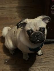 Lost Male Dog last seen E Craig rd and N lamb blvd, Las Vegas, NV 89115