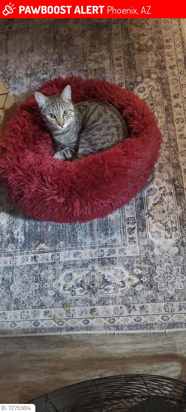 Lost Male Cat last seen 29th Ave & Sweetwater, Phoenix, AZ 85029