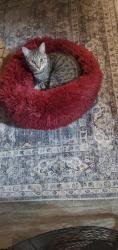 Lost Male Cat last seen 29th Ave & Sweetwater, Phoenix, AZ 85029