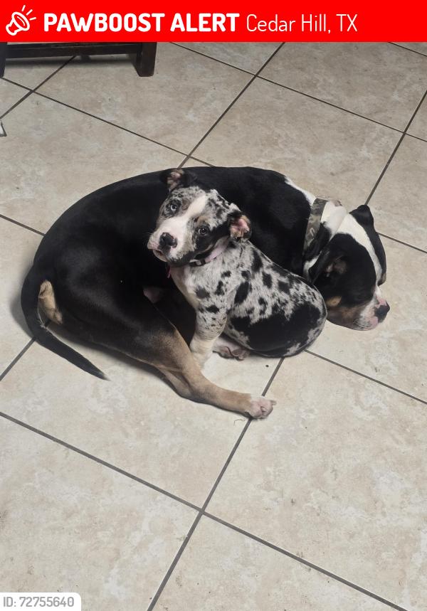 Lost Female Dog last seen Bray and Moore, Cedar Hill, TX 75104