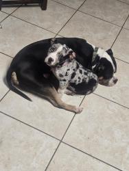 Lost Female Dog last seen Bray and Moore, Cedar Hill, TX 75104