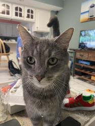Lost Male Cat last seen Zinser Dt, Mount Pleasant, SC 29466