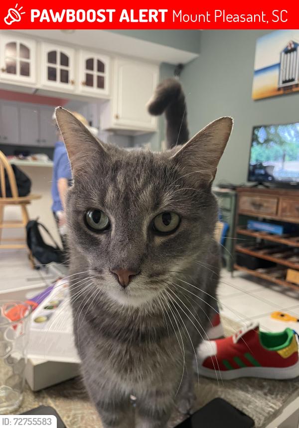 Lost Male Cat last seen Zinser Dt, Mount Pleasant, SC 29466