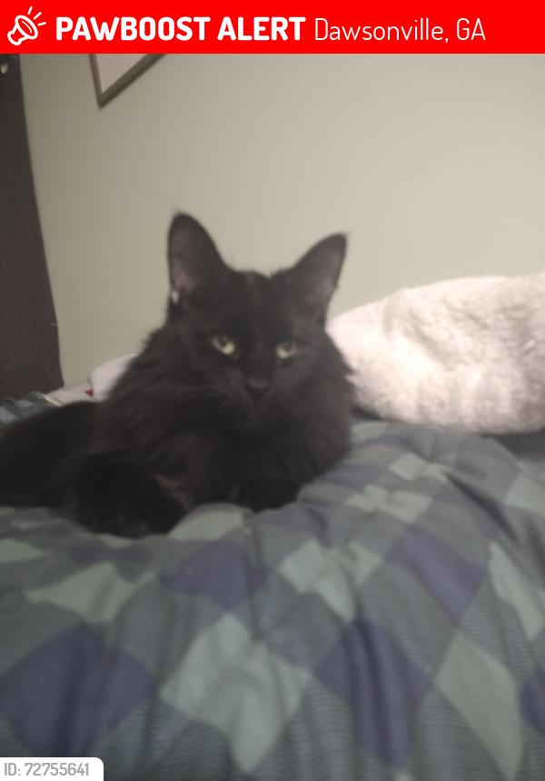 Lost Male Cat last seen Near Grant Ford Drive Dawsonville Ga , Dawsonville, GA 30534