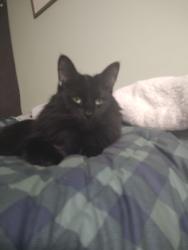 Lost Male Cat last seen Near Grant Ford Drive Dawsonville Ga , Dawsonville, GA 30534