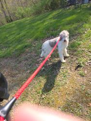 Lost Female Dog last seen By the fence where the cows are behind the quality mart , Liberty, NC 27298