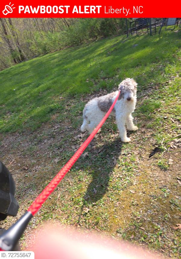 Lost Female Dog last seen By the fence where the cows are behind the quality mart , Liberty, NC 27298