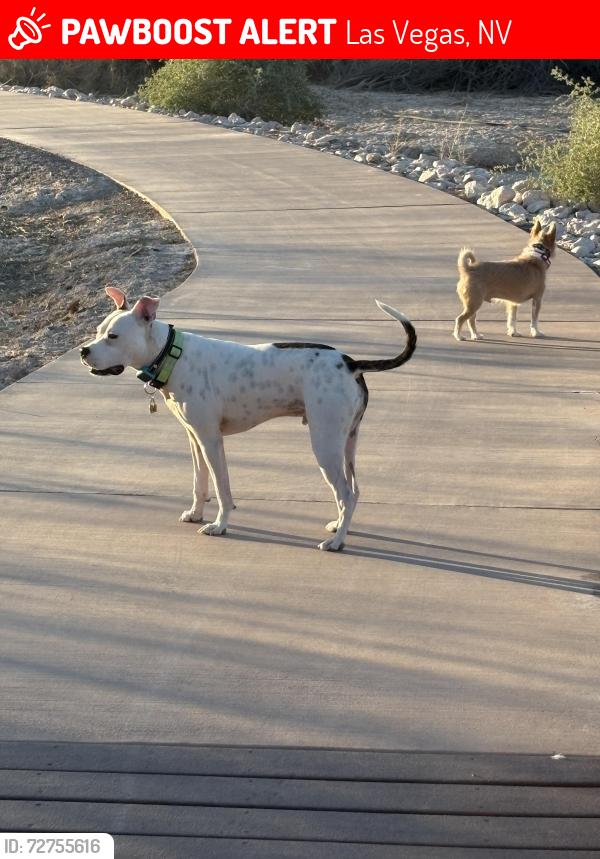 Lost Male Dog last seen Seville St & Cartegena Way, Las Vegas, NV 89121