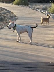 Lost Male Dog last seen Seville St & Cartegena Way, Las Vegas, NV 89121