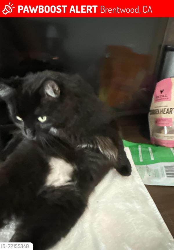 Lost Male Cat last seen Sellers, Brentwood, CA 94513
