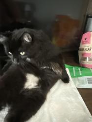 Lost Male Cat last seen Sellers, Brentwood, CA 94513