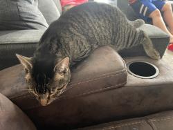 Lost Male Cat last seen Ellet, Akron, OH 44312