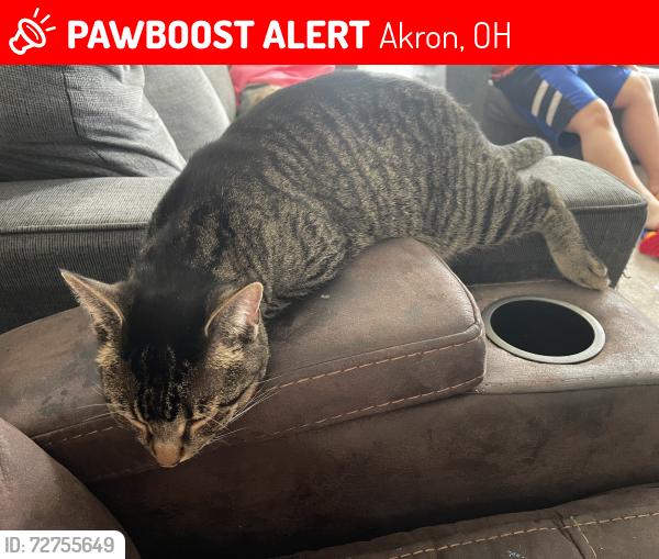 Lost Male Cat last seen Ellet, Akron, OH 44312