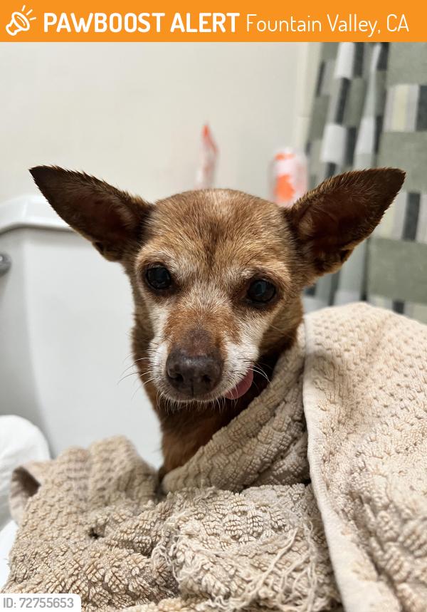 Found/Stray Female Dog last seen Fountain valley high school, Fountain Valley, CA 92708