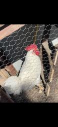 Lost Male Bird last seen Lundy and pennsylvania, Tucson, AZ 85713