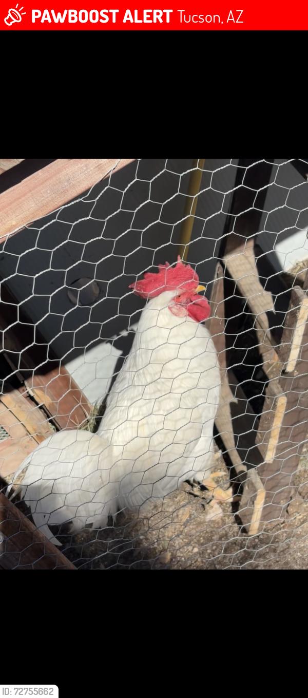 Lost Male Bird last seen Lundy and pennsylvania, Tucson, AZ 85713