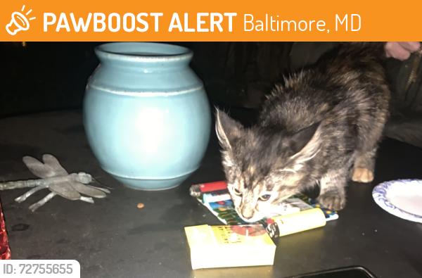 Found/Stray Unknown Cat last seen Found in backward, facing Booth st, Baltimore, MD 21201