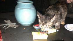 Found/Stray Unknown Cat last seen Found in backward, facing Booth st, Baltimore, MD 21201