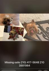 Lost Male Dog last seen Hamilton y zarzamora , San Antonio, TX 78207