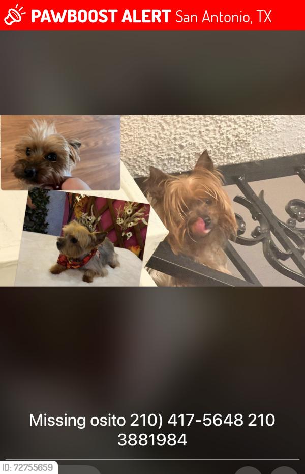 Lost Male Dog last seen Hamilton y zarzamora , San Antonio, TX 78207
