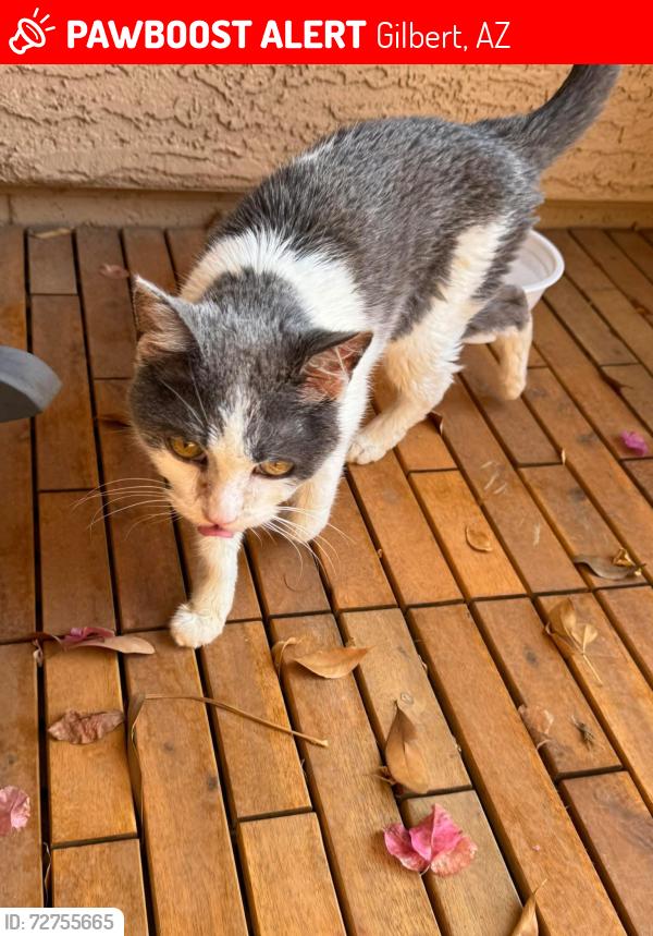Lost Female Cat last seen Pecos and Higley (San Tan Ranch - Ponderosa/ E. wyatt), Gilbert, AZ 85297