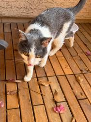 Lost Female Cat last seen Pecos and Higley (San Tan Ranch - Ponderosa/ E. wyatt), Gilbert, AZ 85297