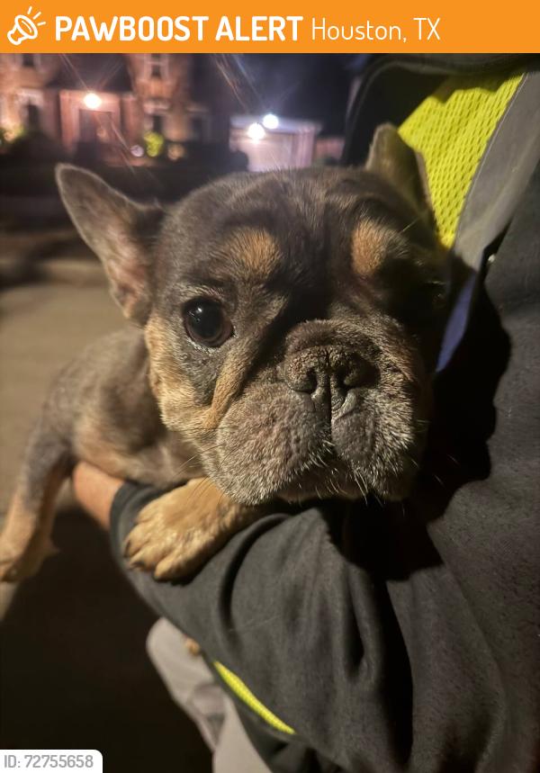 Found/Stray Female Dog last seen Hwy 6 & Memorial, Houston, TX 77079
