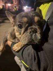 Found/Stray Female Dog last seen Hwy 6 & Memorial, Houston, TX 77079