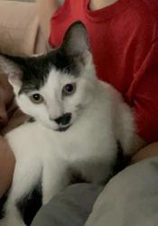 Lost Female Cat last seen Old Hartford Rd and Southeastern Pkwy, Owensboro, KY 42303