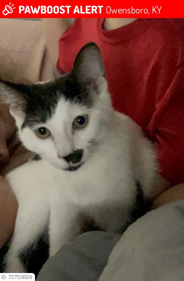 Lost Female Cat last seen Old Hartford Rd and Southeastern Pkwy, Owensboro, KY 42303