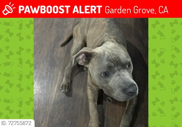 Lost Male Dog last seen Garden grove , Garden Grove, CA 92842