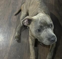 Lost Male Dog last seen Garden grove , Garden Grove, CA 92842
