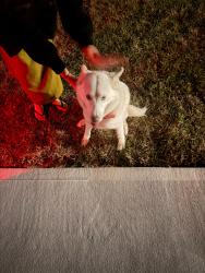 Found/Stray Unknown Dog last seen The Village at Glenn Hills, Gaston, Gaston, SC 29053