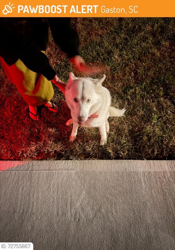 Found/Stray Unknown Dog last seen The Village at Glenn Hills, Gaston, Gaston, SC 29053