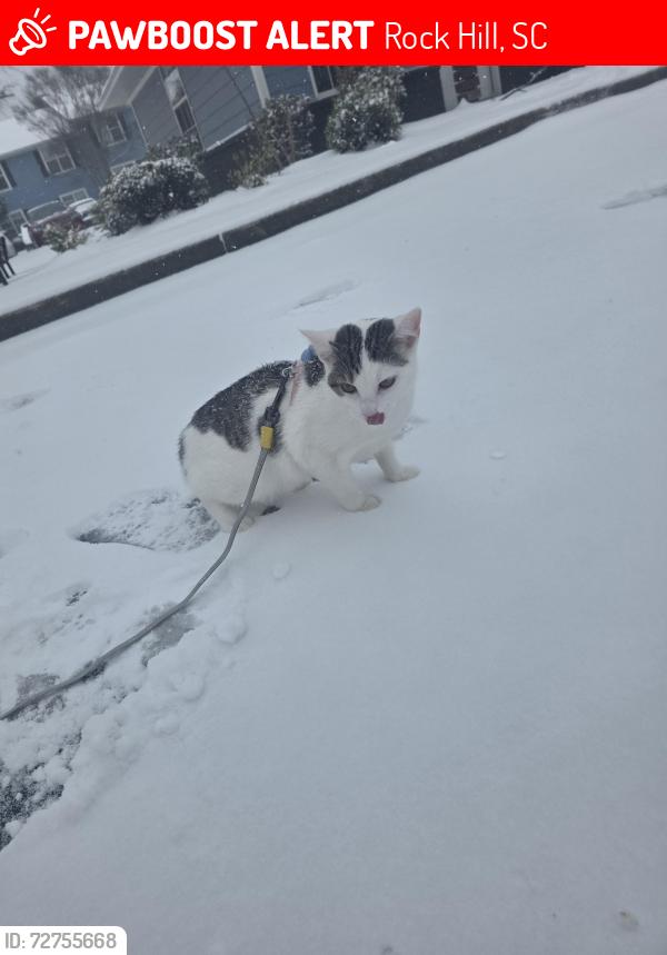 Lost Female Cat last seen Near patriot Parkway 305 , Rock Hill, SC 29730