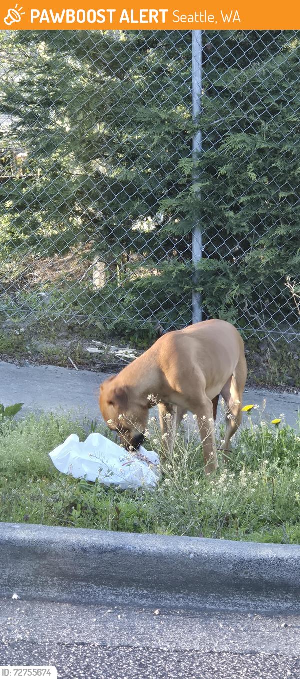 Found/Stray Unknown Dog last seen 23rd and College, Seattle, WA 98144
