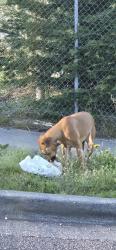 Found/Stray Unknown Dog last seen 23rd and College, Seattle, WA 98144