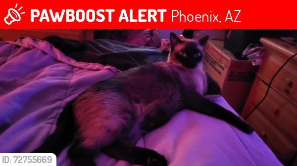 Lost Male Cat last seen Sonoran flts, Phoenix, AZ 85022