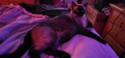 Lost Male Cat last seen Sonoran flts, Phoenix, AZ 85022