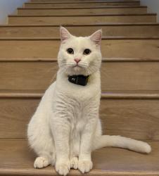 Lost Male Cat last seen Anthem Country club Drive and Hazelhurst Pass, Henderson, NV 89052