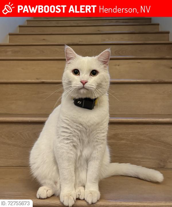 Lost Male Cat last seen Anthem Country club Drive and Hazelhurst Pass, Henderson, NV 89052