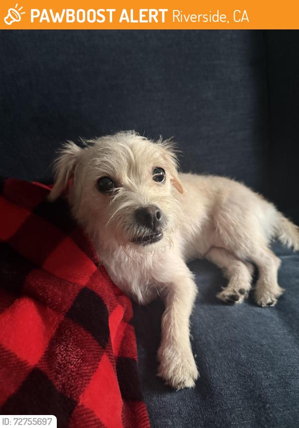 Found/Stray Female Dog last seen Fairmont Park , Riverside, CA 92501