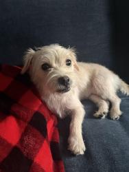 Found/Stray Female Dog last seen Fairmont Park , Riverside, CA 92501