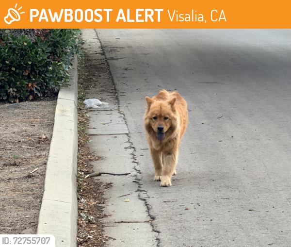 Found/Stray Unknown Dog last seen Goshen west of Akers, Visalia, CA 93291
