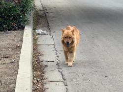 Found/Stray Unknown Dog last seen Goshen west of Akers, Visalia, CA 93291